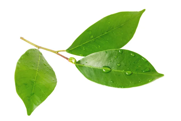 Citrus leaves with drops isolated on a white background — Stock Photo, Image