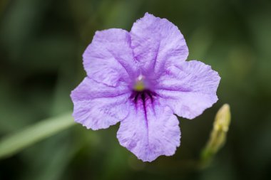 Bir yeşil ve Sarı zemin üzerine parlak mor çiçekler odakta kapatın