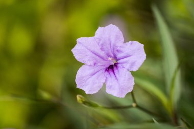 Bir yeşil ve Sarı zemin üzerine parlak mor çiçekler odakta kapatın