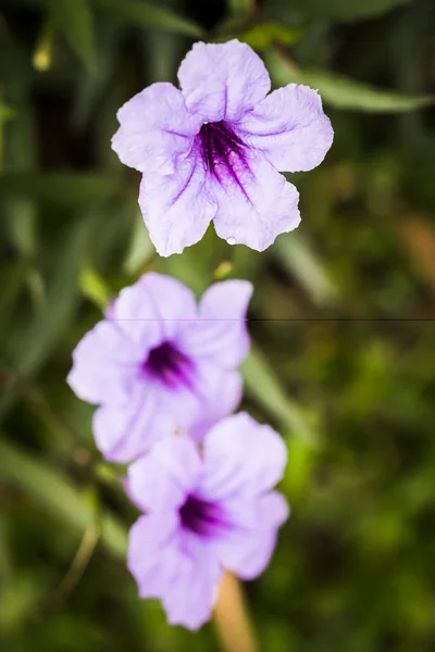 关闭了明亮的紫色花朵，绿色和黄色的背景上的焦点 — 图库照片