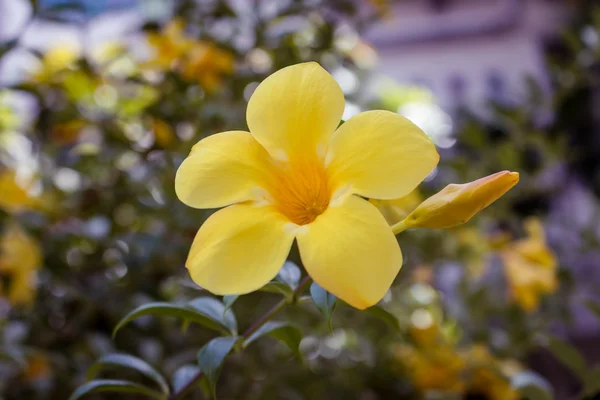 Закройте фокус в желтом цветке Allamanda — стоковое фото