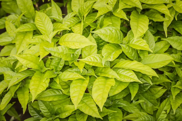 Minúsculas folhas verdes fundo . — Fotografia de Stock