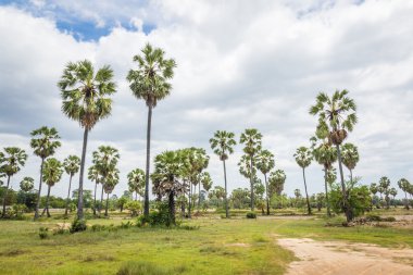 Şeker avuç içi (borassus flabellifer) Asya Palmyra palm, Toddy dostum