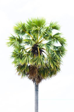 Şeker avuç içi (borassus flabellifer) Asya Palmyra palm, Toddy palm, şeker palm veya Kamboçya palm