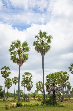 Şeker avuç içi (borassus flabellifer) Asya Palmyra palm, Toddy dostum