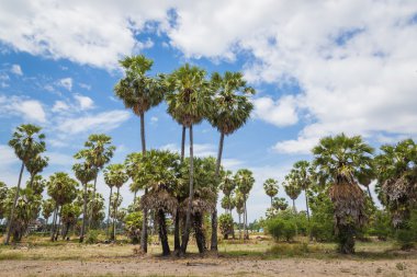 Şeker avuç içi (borassus flabellifer) Asya Palmyra palm, Toddy dostum