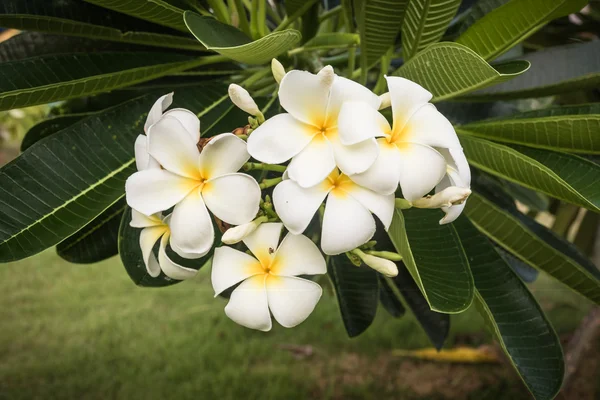 Ein Strauß von Pflaumenblüten (frangipani) auf Bäumen, die — Stockfoto