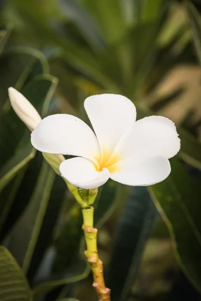 Um buquê de plumeria (frangipani) flores em árvores que speci — Fotografia de Stock