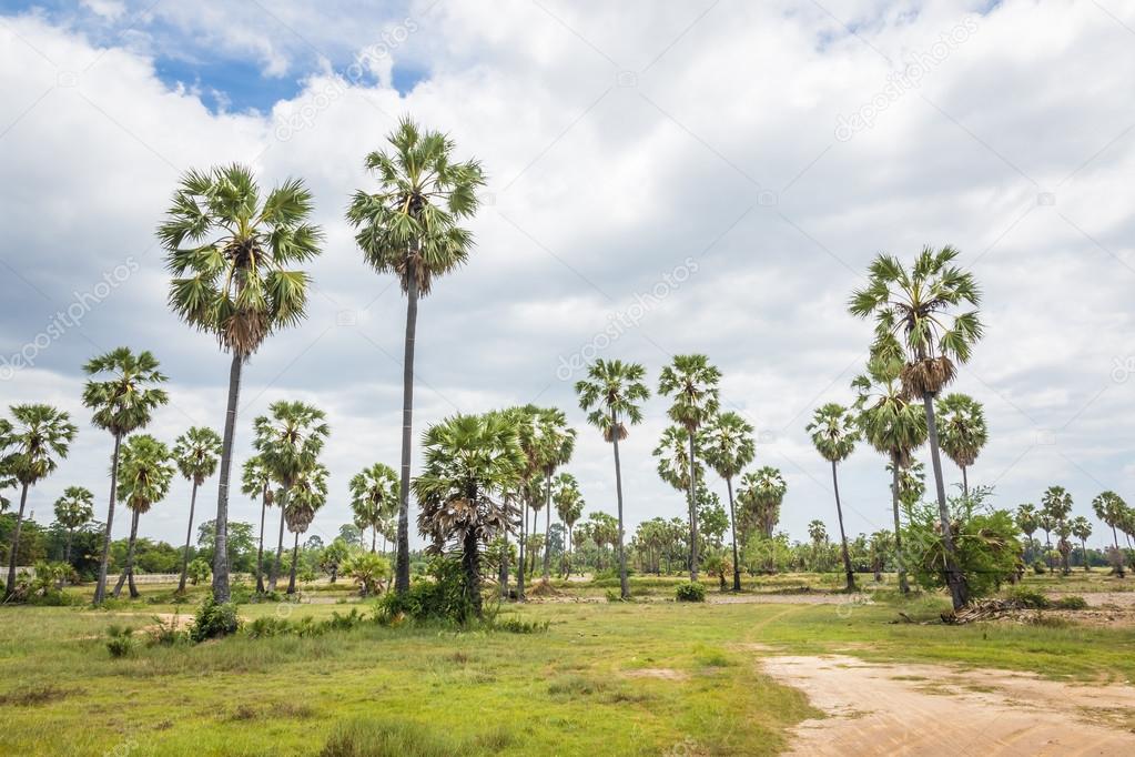 Sugar palms (borassus flabellifer) Asian Palmyra palm, Toddy pal