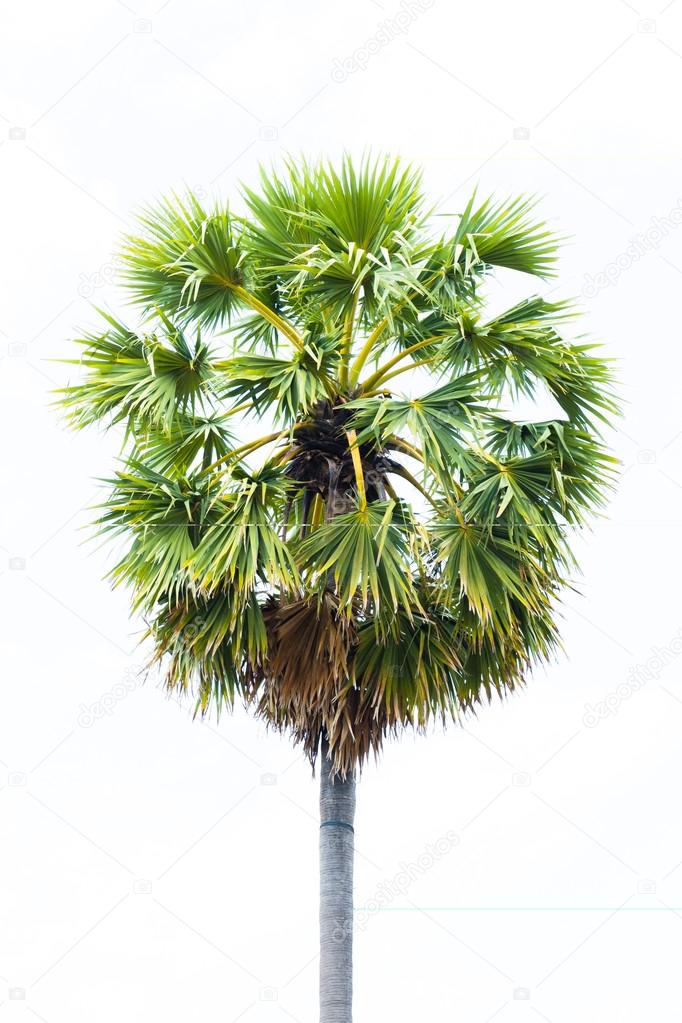 Sugar palms (borassus flabellifer) Asian Palmyra palm, Toddy palm, Sugar palm, or Cambodian palm