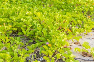Ipomoea pes-caprae Sweet veya Beach Morning Glory