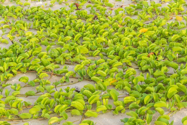 Ipomoea pes-caprae doce ou praia Morning Glory — Fotografia de Stock