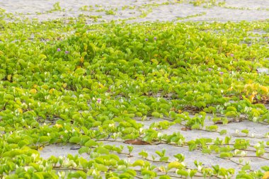 Ipomoea pes-caprae Sweet veya Beach Morning Glory