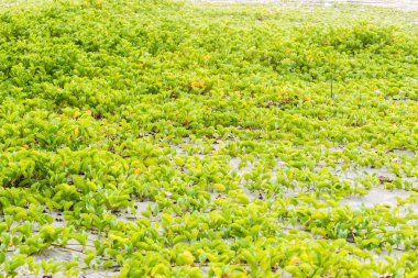 Ipomoea pes-caprae Sweet veya Beach Morning Glory