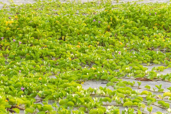 Ipomoea pes-caprae Sweet or Beach Morning Glory — Stock Photo, Image