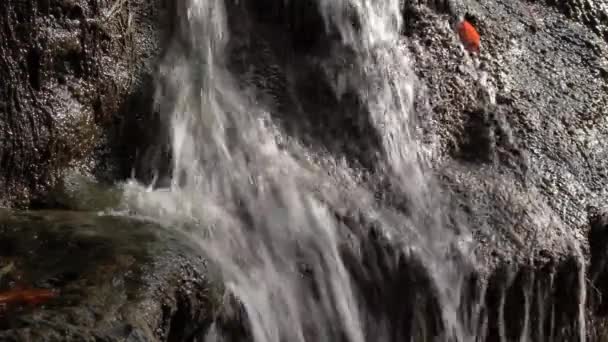 Gros plan sur le débit d'eau ou la cascade, Full HD — Video
