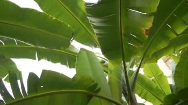 Yeşil salkım muzu bir çiftlikte büyüyen