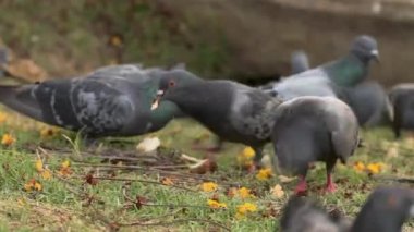 Güvercinler somun ekmek kaynıyor ve birkaç saniye içinde doğa parkında gitsin