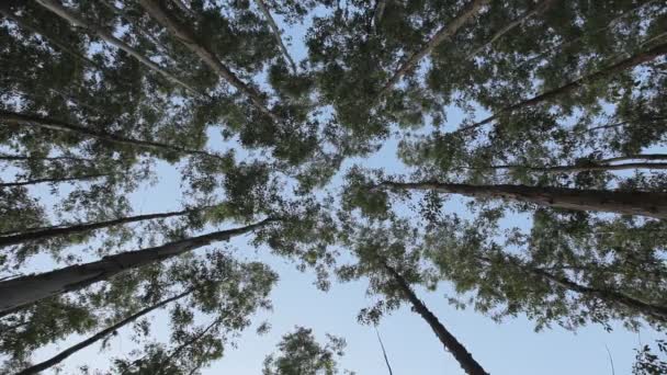 对天空与太阳光线和环境背景森林非常高的桉树叶绿色树 — 图库视频影像