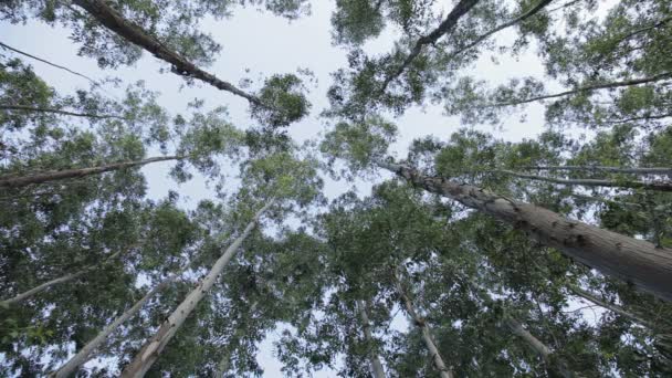 Folha de eucalipto árvore verde contra o céu muito alto com luz solar e meio ambiente floresta de fundo — Vídeo de Stock