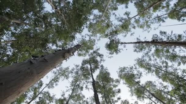 Okaliptüs gökyüzü güneş ışığı ve ortam arka plan orman ile çok yüksek ağaç yaprak yeşil — Stok video