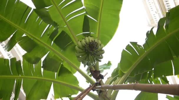 Crescendo ramo verde de bananas em plantação — Vídeo de Stock