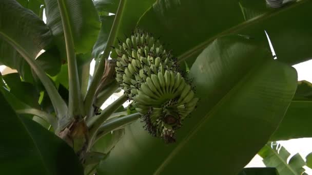 Crescendo ramo verde de bananas em plantação — Vídeo de Stock