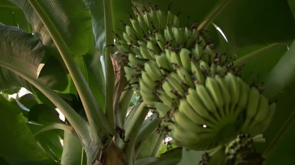 Cultivo de racimo verde de plátanos en plantación — Vídeos de Stock