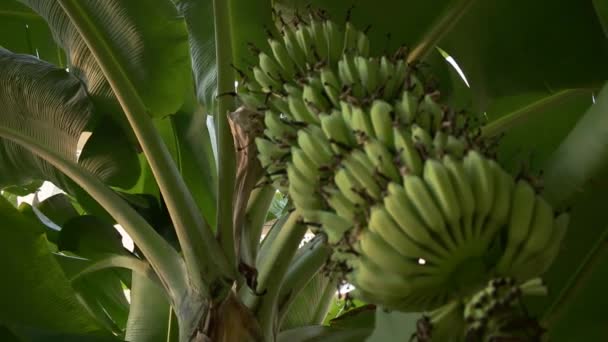 Crescendo ramo verde de bananas em plantação — Vídeo de Stock