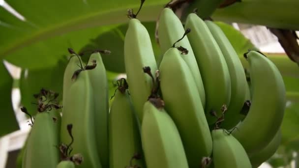 Cultiver le bouquet vert de bananes sur la plantation — Video