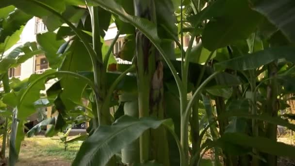 Växande gröna massa bananer på plantagen — Stockvideo