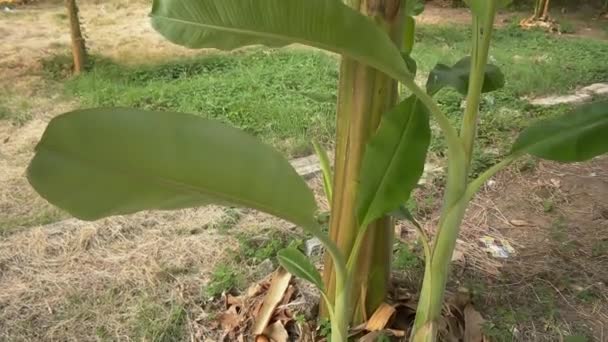 Växande gröna massa bananer på plantagen — Stockvideo