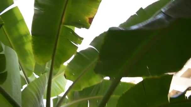 Groeiende groene bos van bananen op de plantage — Stockvideo