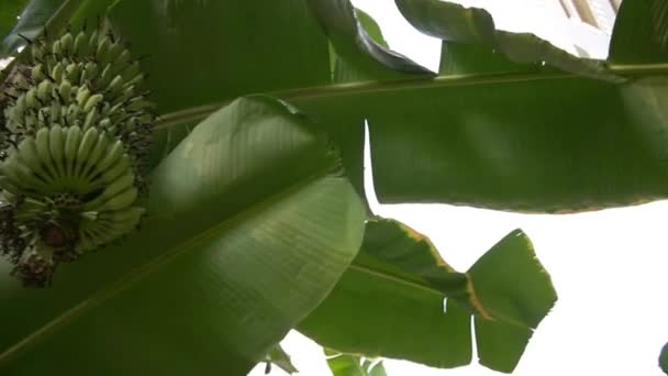 Växande gröna massa bananer på plantagen — Stockvideo