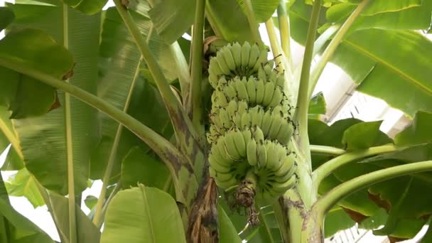 Crescendo ramo verde de bananas em plantação — Vídeo de Stock