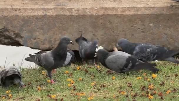 Duiven zwermen van het brood van brood en te ontdoen van het in een paar seconden in het natuurpark — Stockvideo