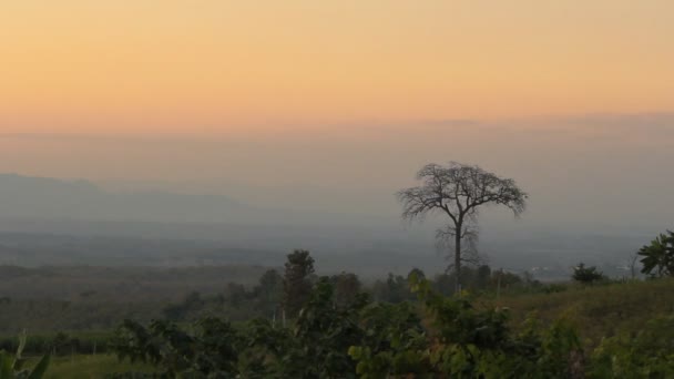 孤独な木、風を移動すると色の空と夕焼け — ストック動画