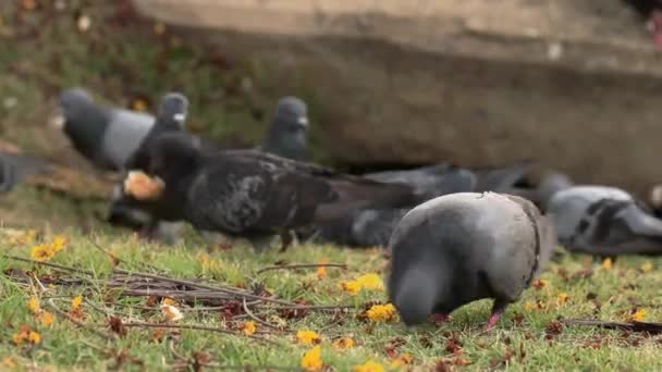 Las palomas pululan la hogaza de pan y se deshacen de ella en unos segundos en el parque natural — Vídeos de Stock