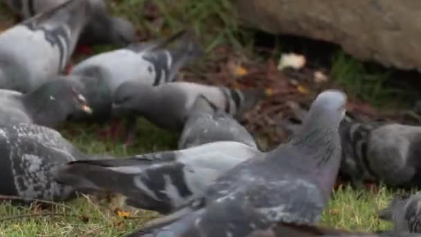 Las palomas pululan la hogaza de pan y se deshacen de ella en unos segundos en el parque natural — Vídeo de stock