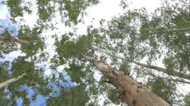 Okaliptüs gökyüzü güneş ışığı ve ortam arka plan orman ile çok yüksek ağaç yaprak yeşil