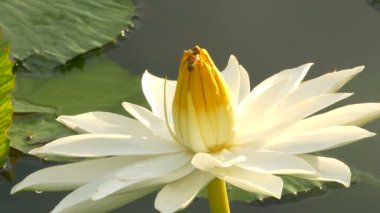 Arı lotus ve arı grubu çalışma gün sabah, Bangkok Tayland lotus üzerinde polen bulmak