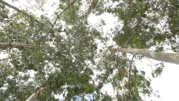 Eucalipto hoja árbol verde contra el cielo muy alto con la luz del sol y el medio ambiente bosque de fondo — Vídeo de stock