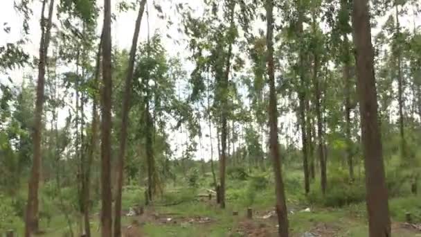 Eucalyptus daun pohon hijau terhadap langit sangat tinggi dengan cahaya matahari dan lingkungan latar belakang hutan — Stok Video