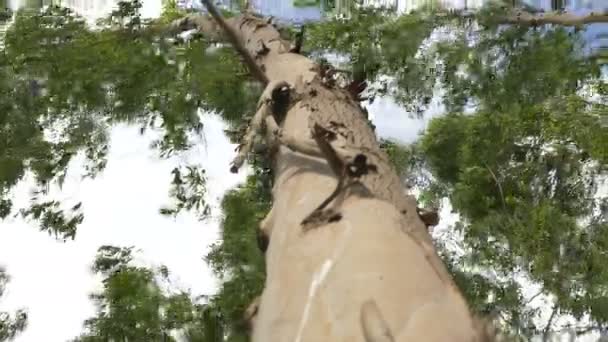 Feuille d'eucalyptus arbre vert contre ciel très élevé avec la lumière du soleil et de l'environnement forêt de fond — Video