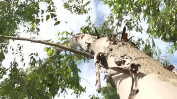 Eucalyptus daun pohon hijau terhadap langit sangat tinggi dengan cahaya matahari dan lingkungan latar belakang hutan — Stok Video