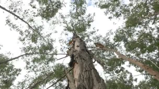 Eucalyptus daun pohon hijau terhadap langit sangat tinggi dengan cahaya matahari dan lingkungan latar belakang hutan — Stok Video