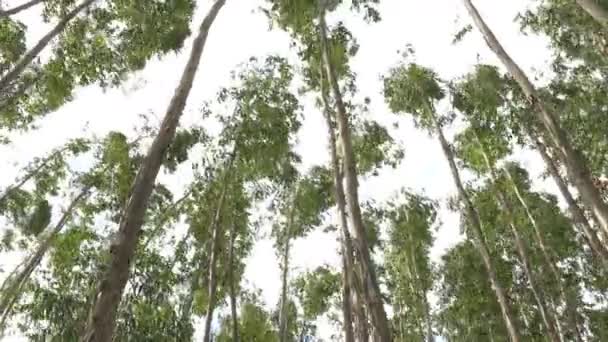 Eucalyptus listy zelené strom proti obloze velmi vysoko s sluneční světlo a prostředí pozadí lesa — Stock video