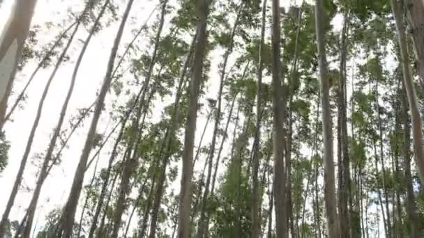 Eucalipto hoja árbol verde contra el cielo muy alto con la luz del sol y el medio ambiente bosque de fondo — Vídeo de stock