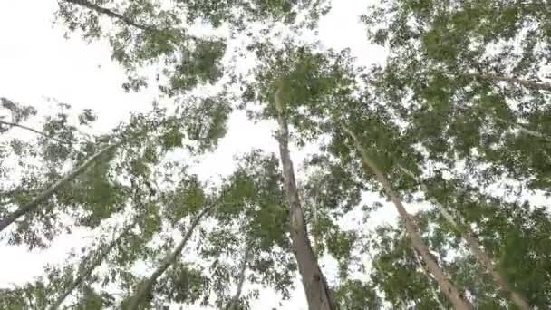Eucalyptus daun pohon hijau terhadap langit sangat tinggi dengan cahaya matahari dan lingkungan latar belakang hutan — Stok Video