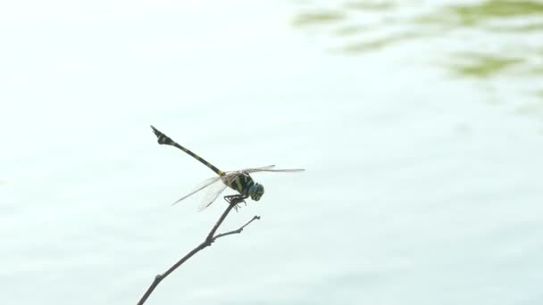 El hermoso insecto libélula descansando sobre hierba verde en el lago en el día de verano — Vídeos de Stock